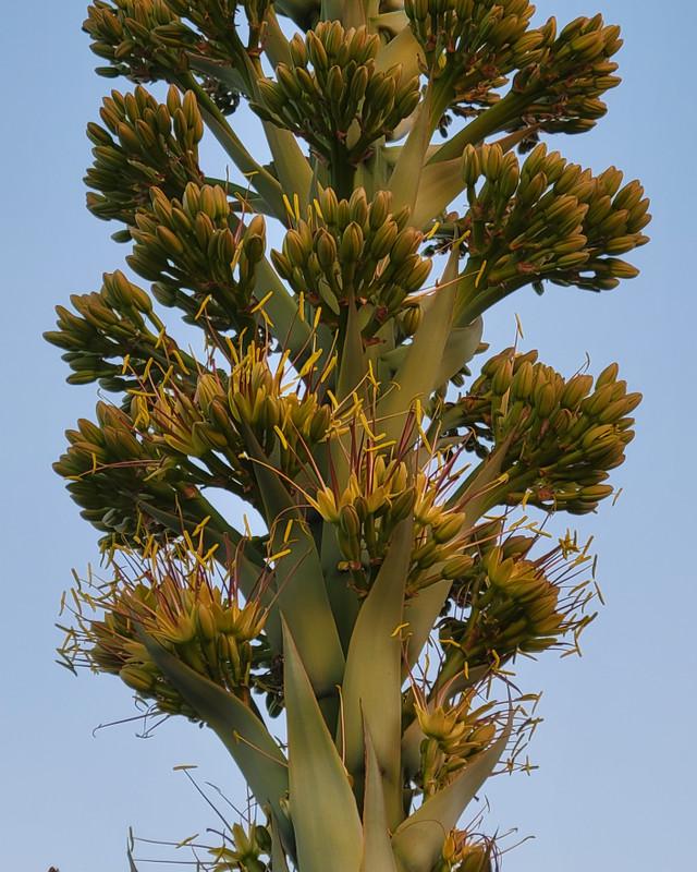 Agave Weberi (Weber’s Agave)