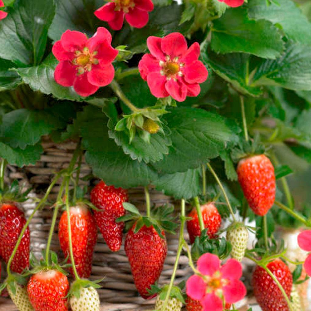 Fragaria × ananassa ‘Tristan’ (Tristan Strawberry)