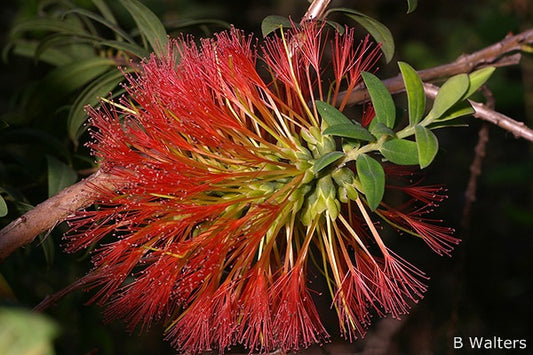Melaleuca hypericifolia (Red Flowering Bottlebrush)