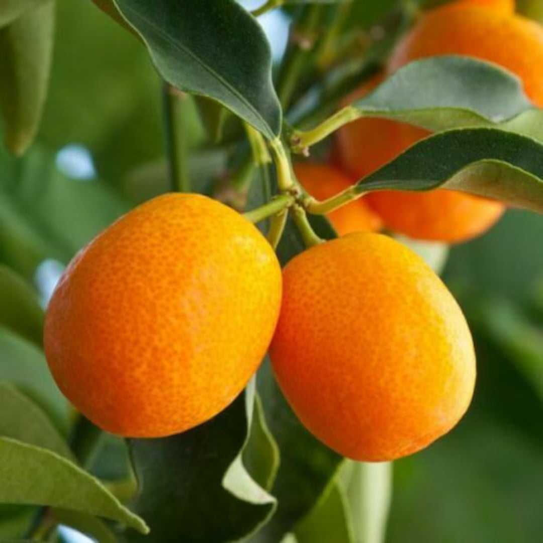 Citrus Japonica ‘Meiwa’ (Dwarf Meiwa Kumquat)