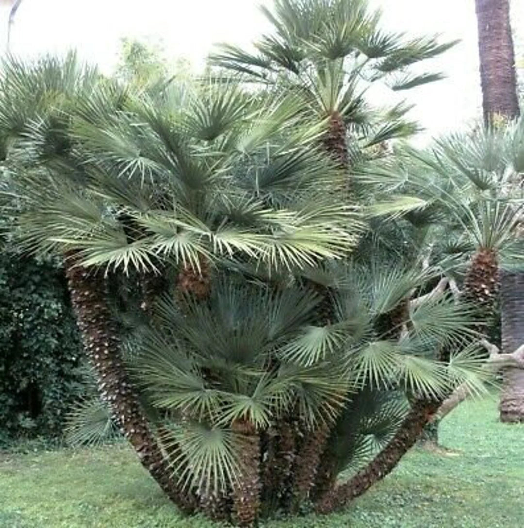 Chamaerops Humilis Var. Cerifera (Blue Mediterranean Fan Palm)
