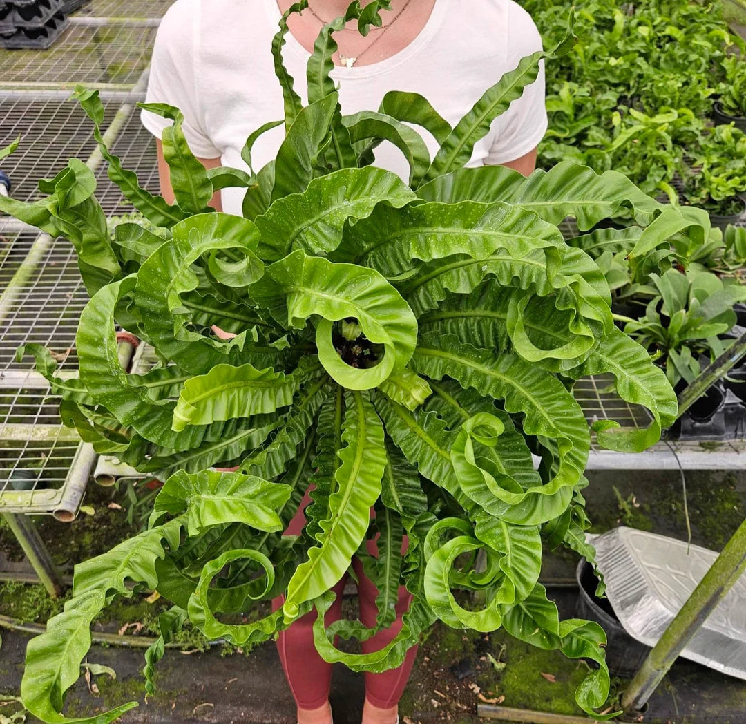 Asplenium Antiquum ‘Hurricane’ (Hurricane Bird’s Nest Fern)
