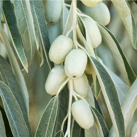 Olea europaea ‘Swan Hill’ (Swan Hill Olive)