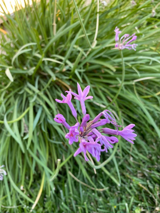 Tulbaghia Cominsii (Comins' Society Garlic)