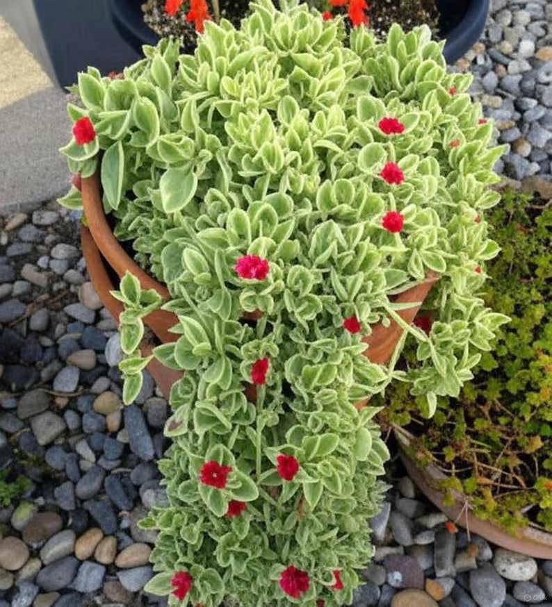 Dorotheanthus Bellidiformis ‘Mezoo’ (Mezoo Livingstone Daisy)