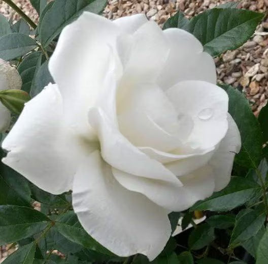 Rosa ‘Mother’s Love’ (Mother’s Love Rose)