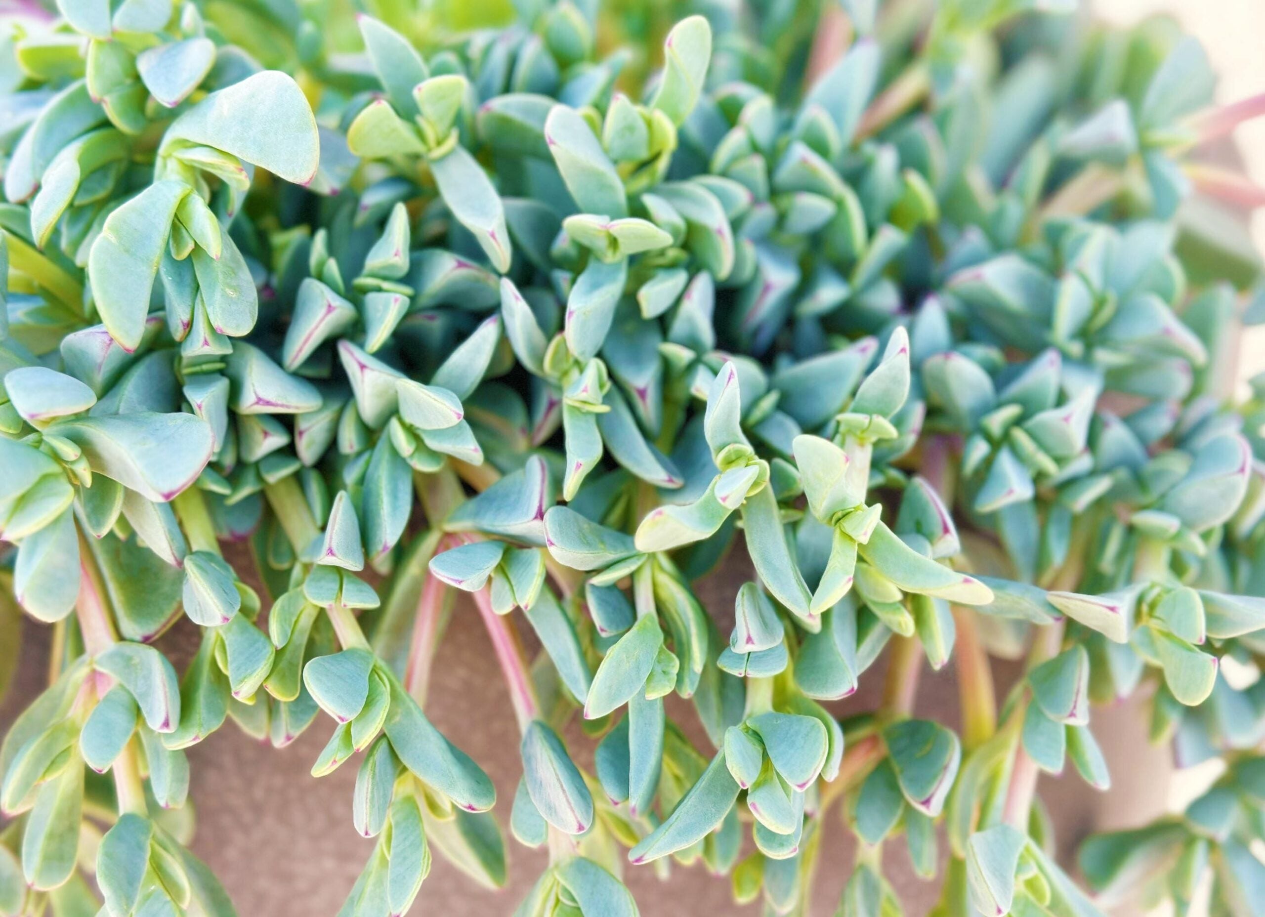 Oscularia deltoides ‘Stilton Blue’