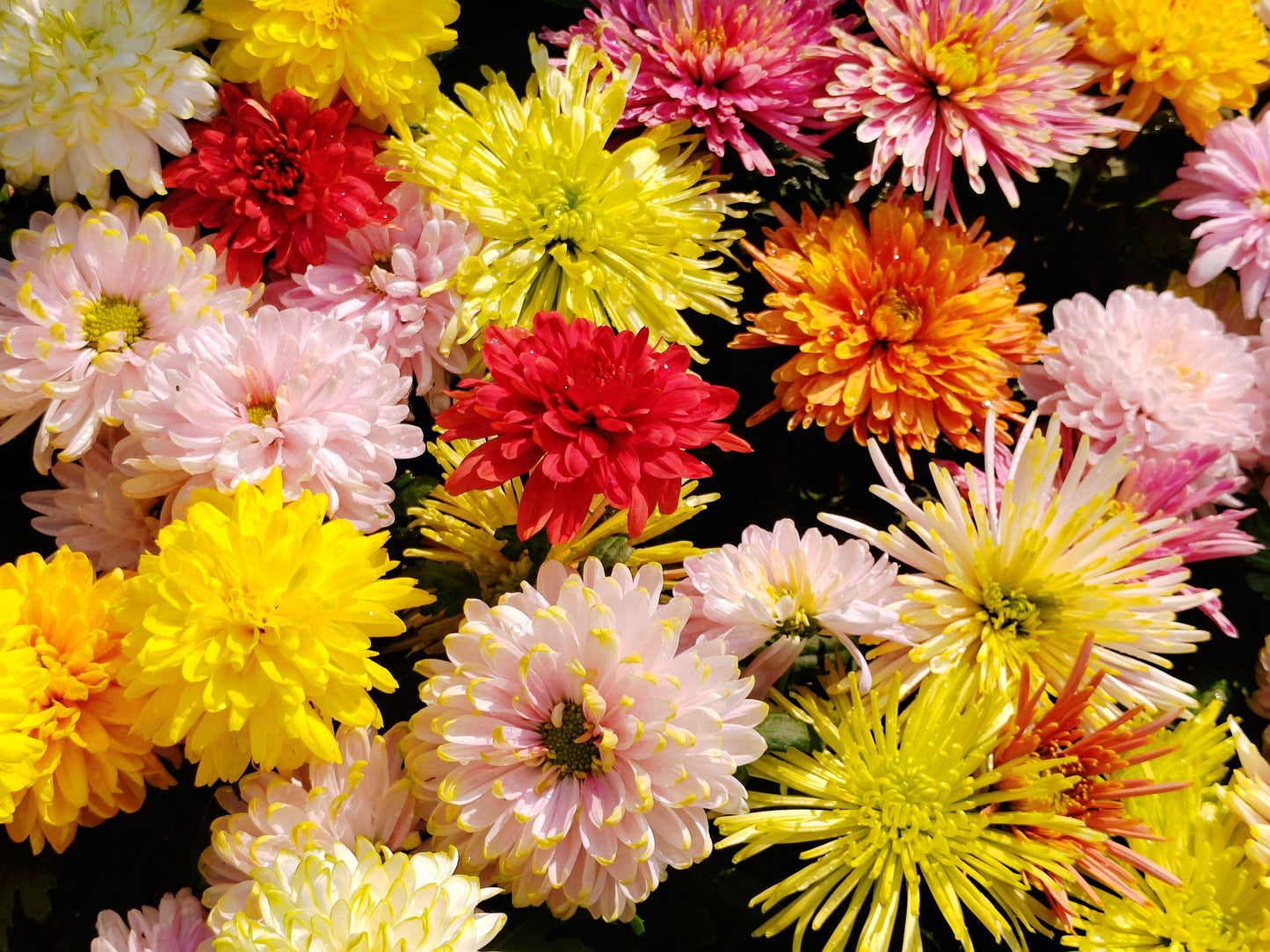 Chrysanthemum (Assorted Chrysanthemum)