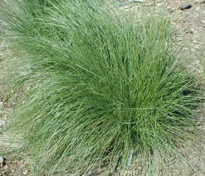 Poa Poiformis Var Poiformis (Coastal Tussock Grass)