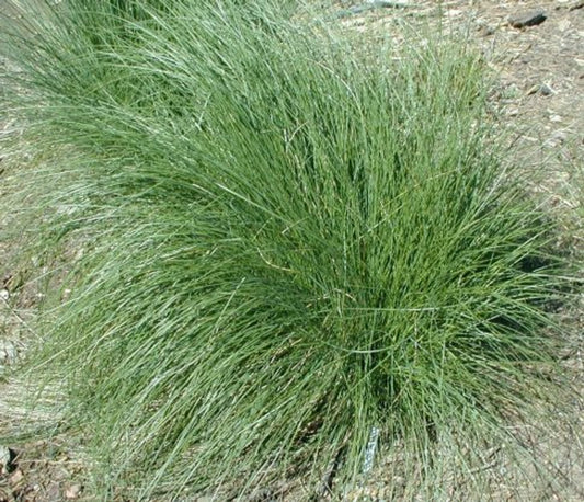 Poa Poiformis Var Poiformis (Coastal Tussock Grass)