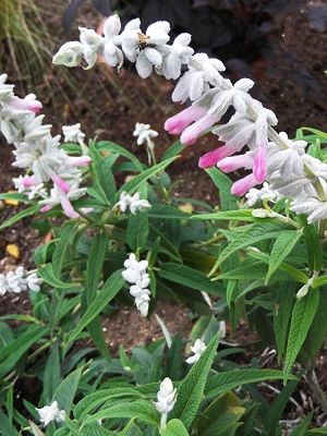 Salvia leucantha ‘Velour Pink’ – Pink Mexican Sage