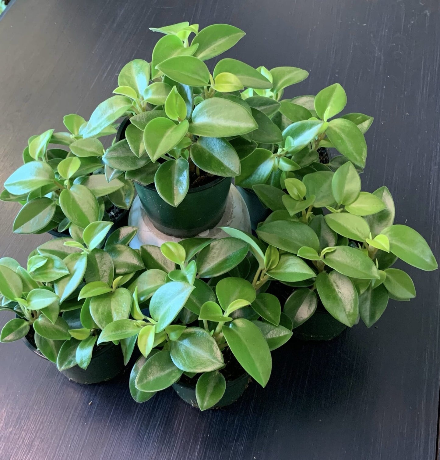 Peperomia 'Pixie' (Pixie Peperomia)