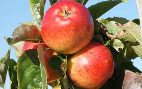 Apple Gala E