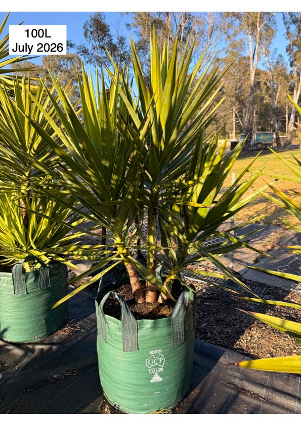 Yucca Elephantipes (Spineless Yucca)