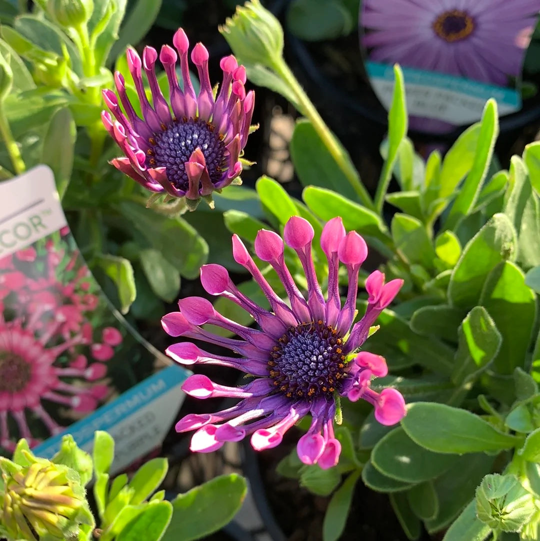 Osteospermum 'Power Packed Spider Purple' (Power Packed Spider Purple African Daisy)