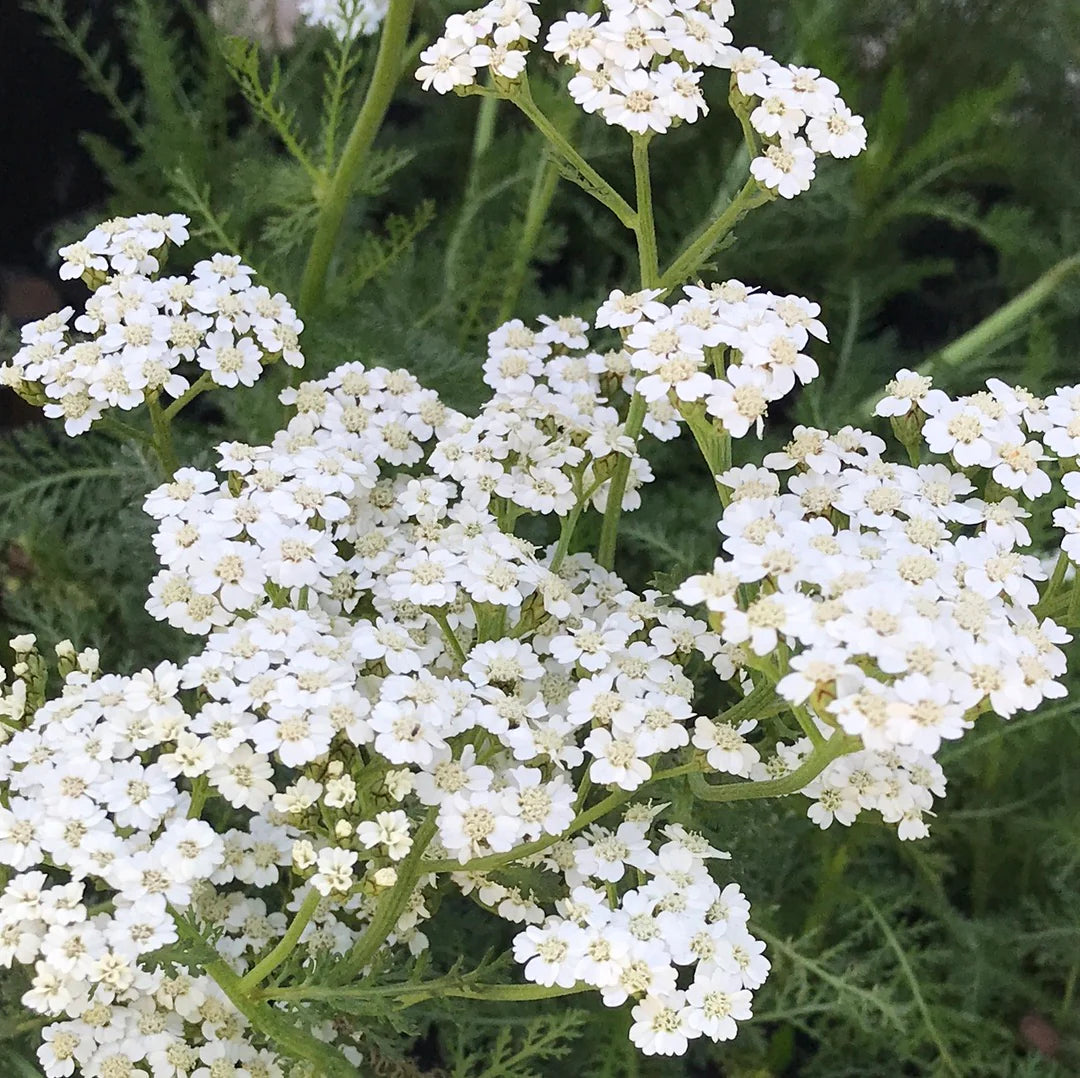 Achillea millefolium 'The Pearl' (The Pearl Yarrow)