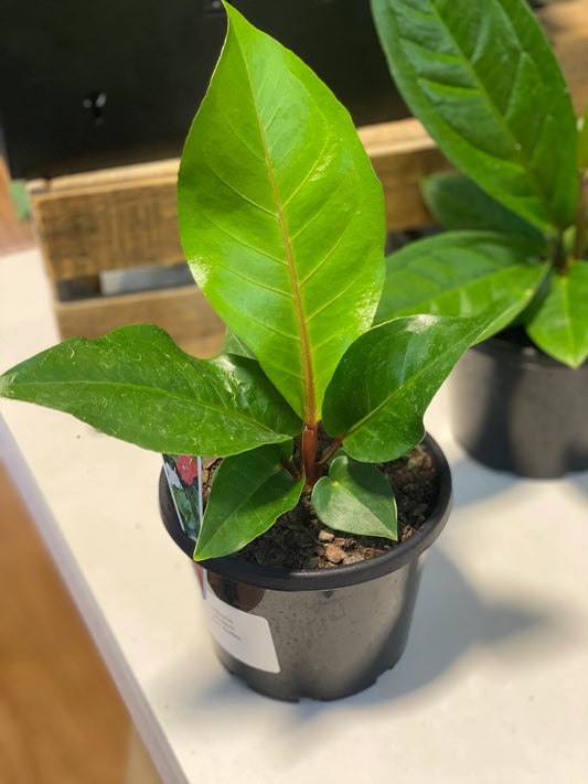 Anthurium hookeri (Pink Ruffles)