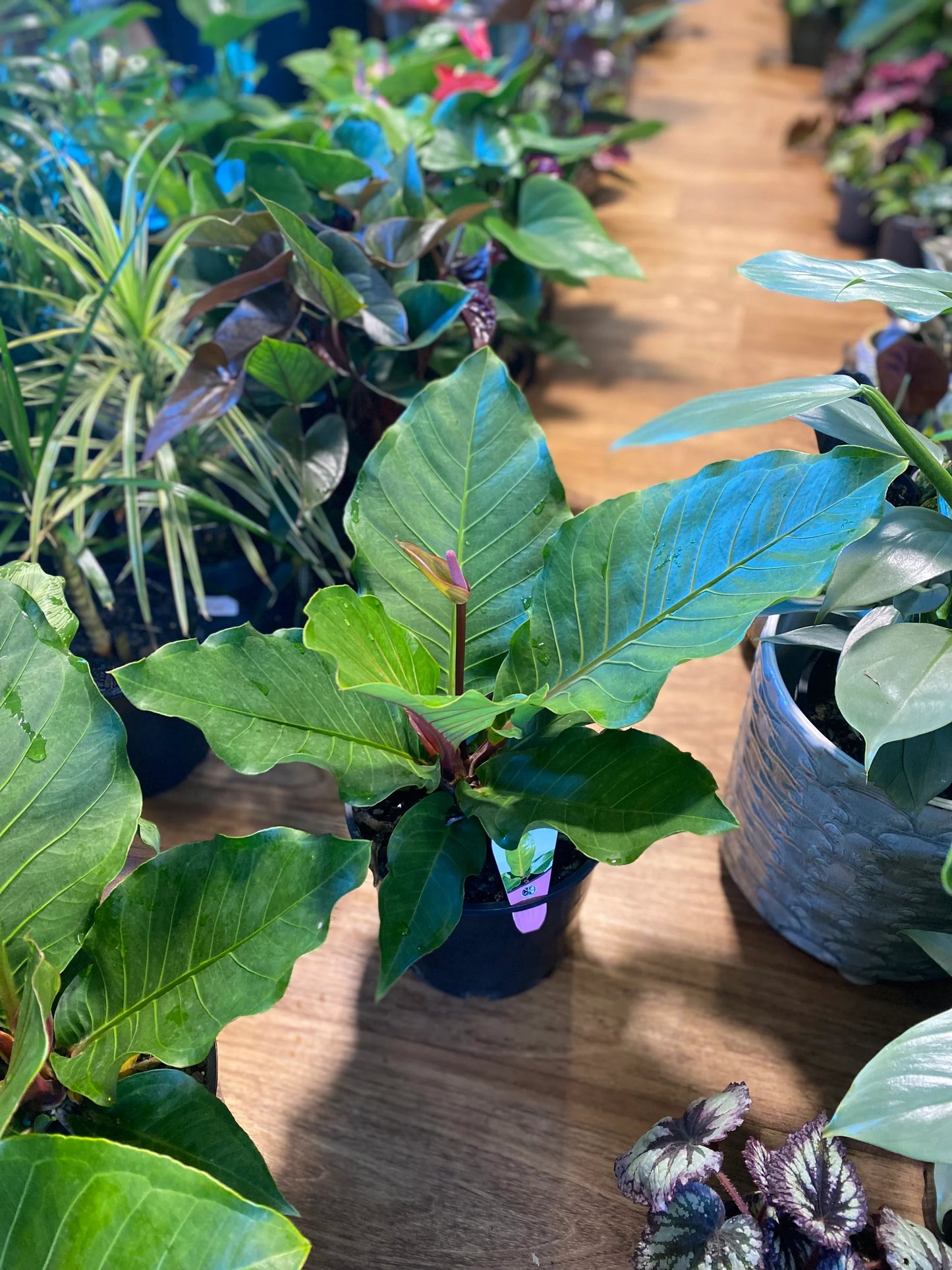 Anthurium hookeri (Pink Ruffles)
