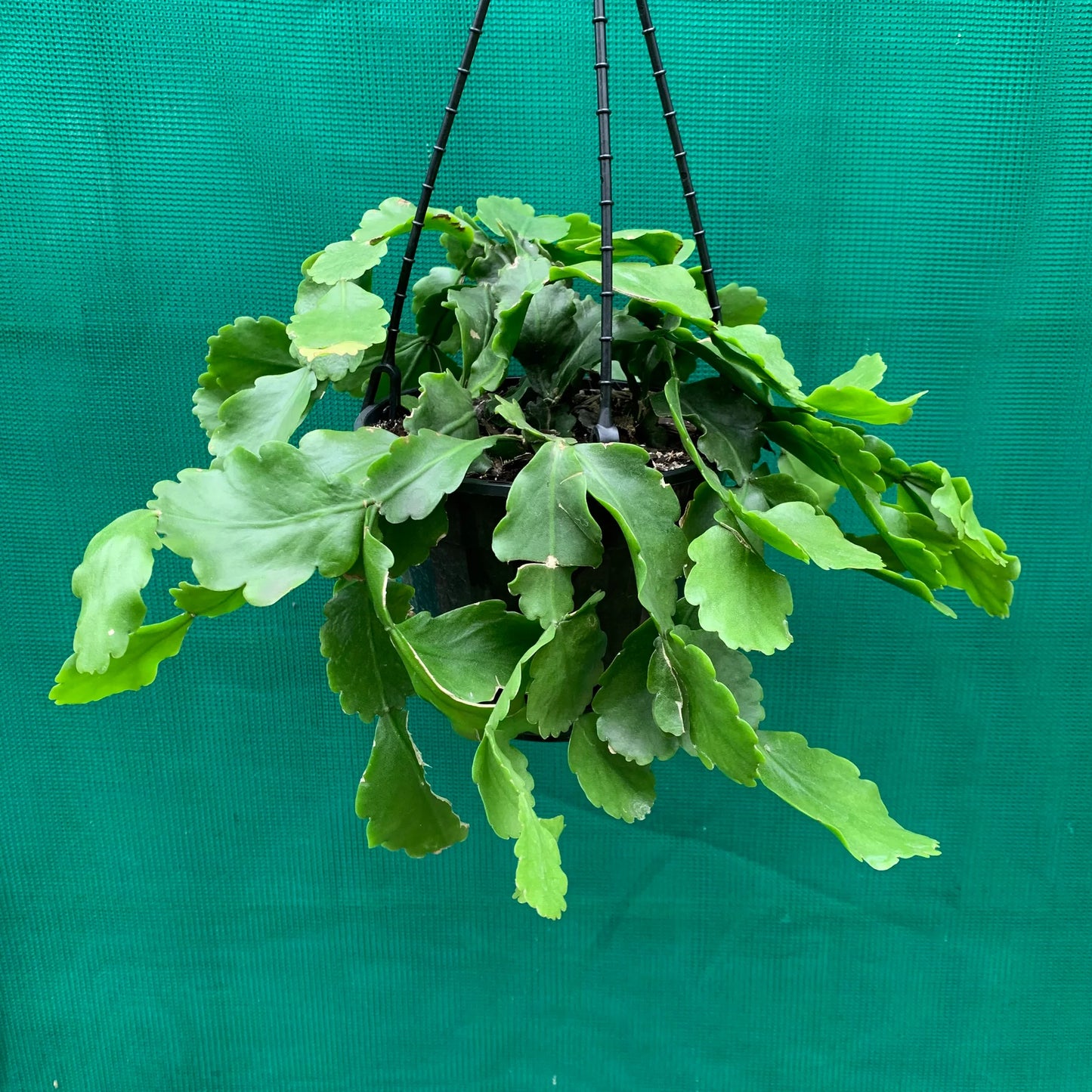 Rhipsalis goebeliana (Hanging Jungle Cactus)
