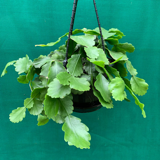 Rhipsalis goebeliana (Hanging Jungle Cactus)