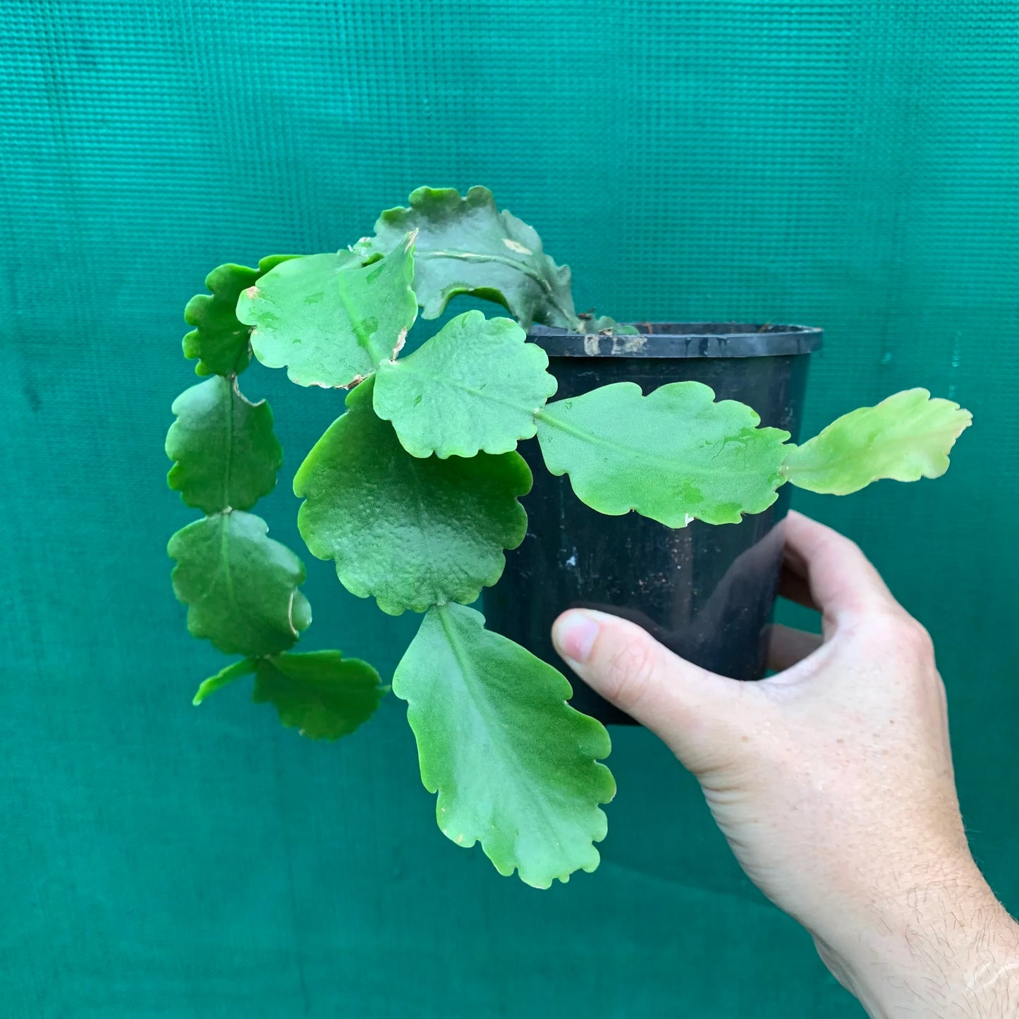 Rhipsalis goebeliana (Hanging Jungle Cactus)