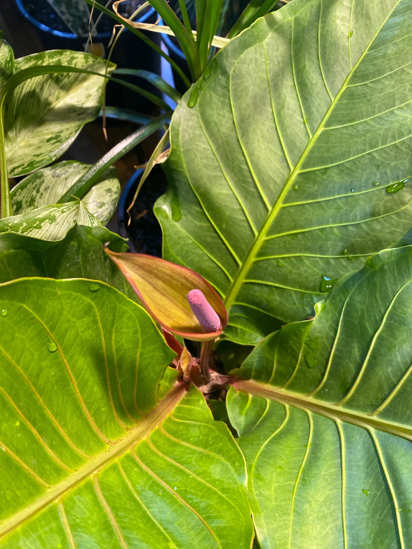 Anthurium hookeri (Pink Ruffles)