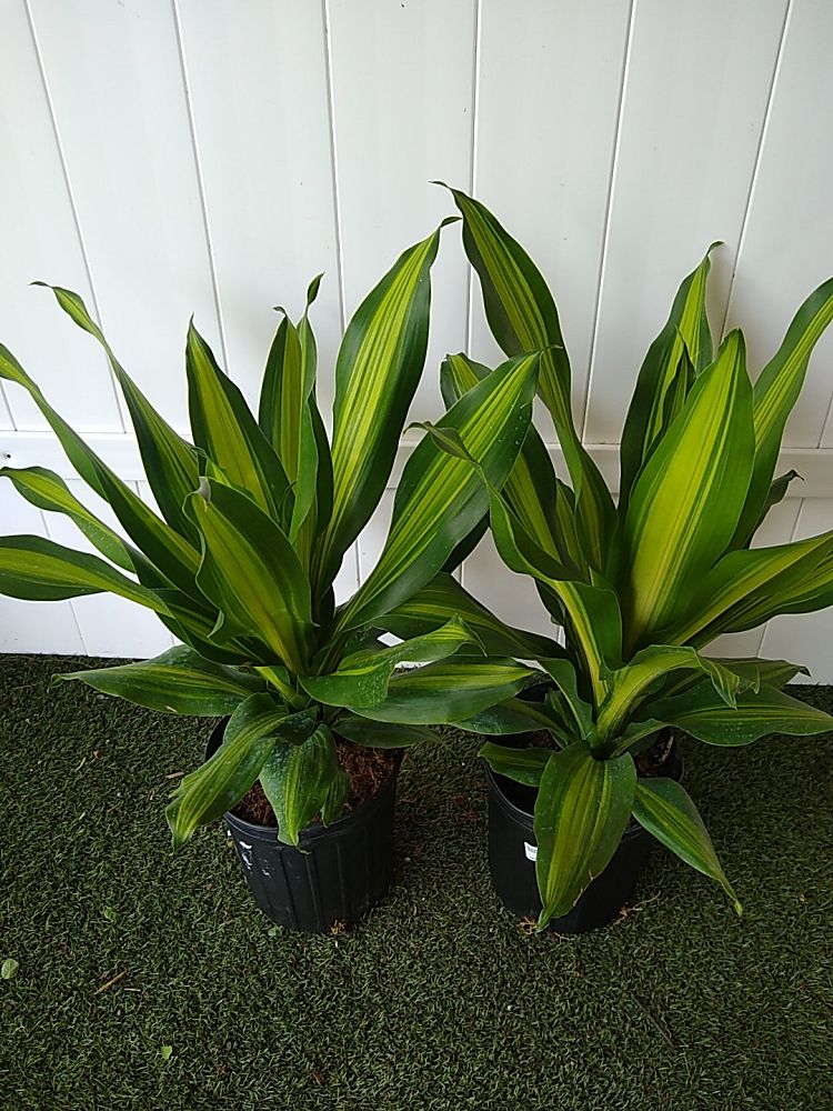 Dracaena fragrans 'Golden Heart' (Golden Heart Corn Plant)