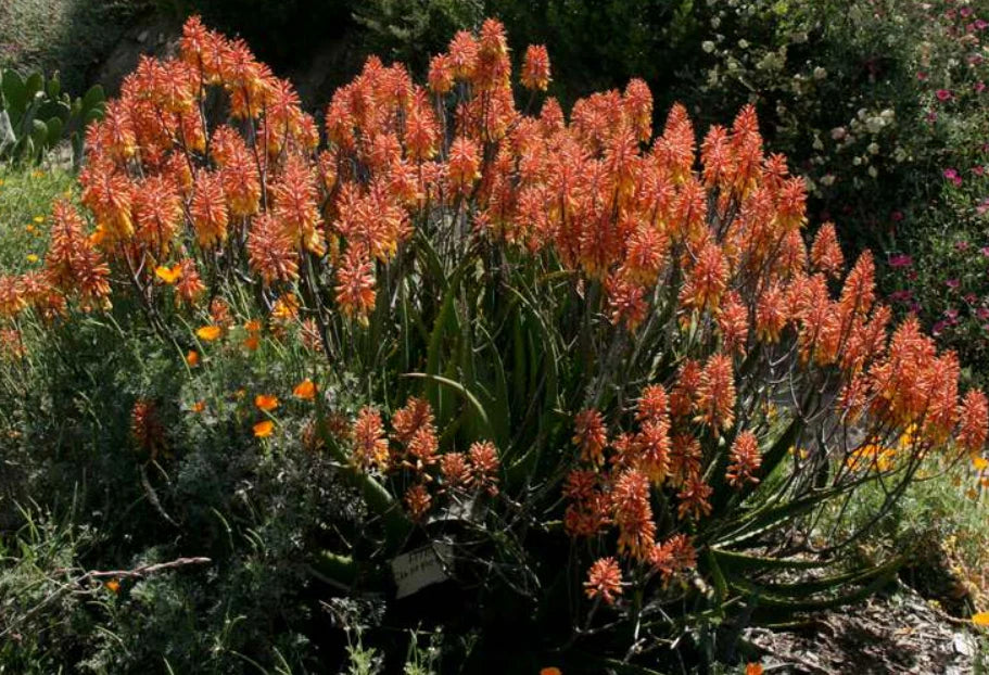 Aloe 'Copper Shower'