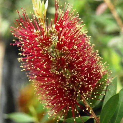 Callistemon citrinus 'Burgundy' (Burgundy Bottlebrush)