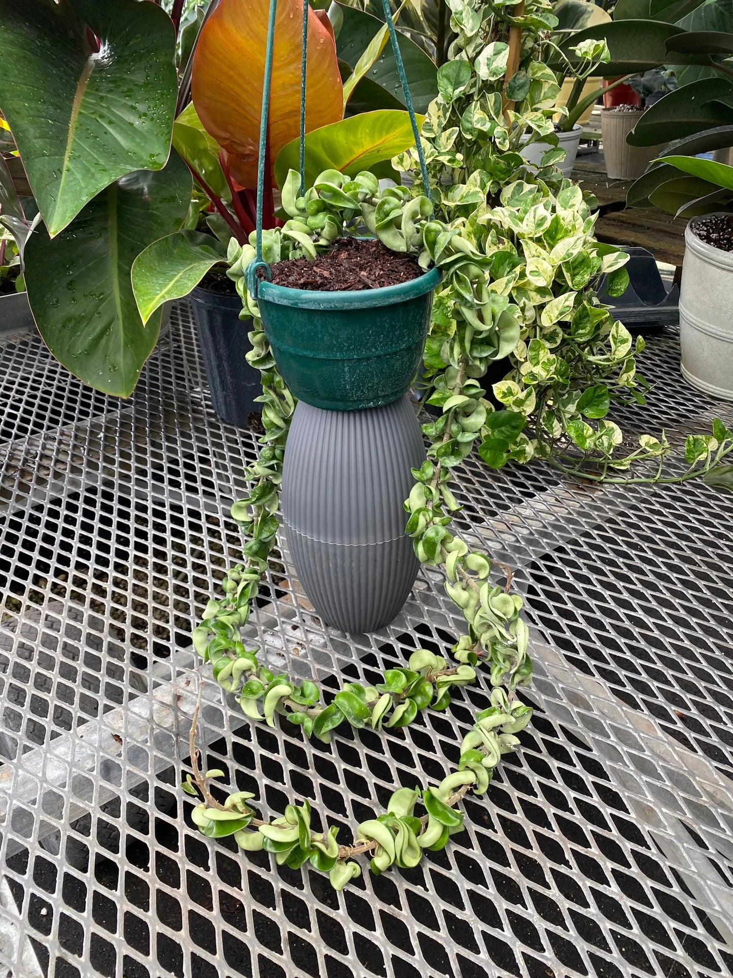 Hoya Carnosa (Wax Plant – Hanging Basket)