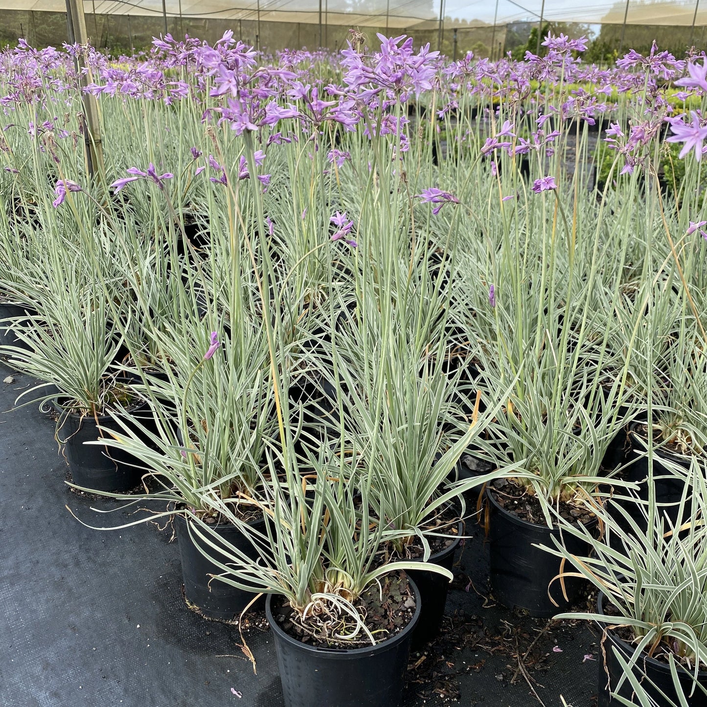 Tulbaghia Violacea 'Variegata' (Variegated Society Garlic)