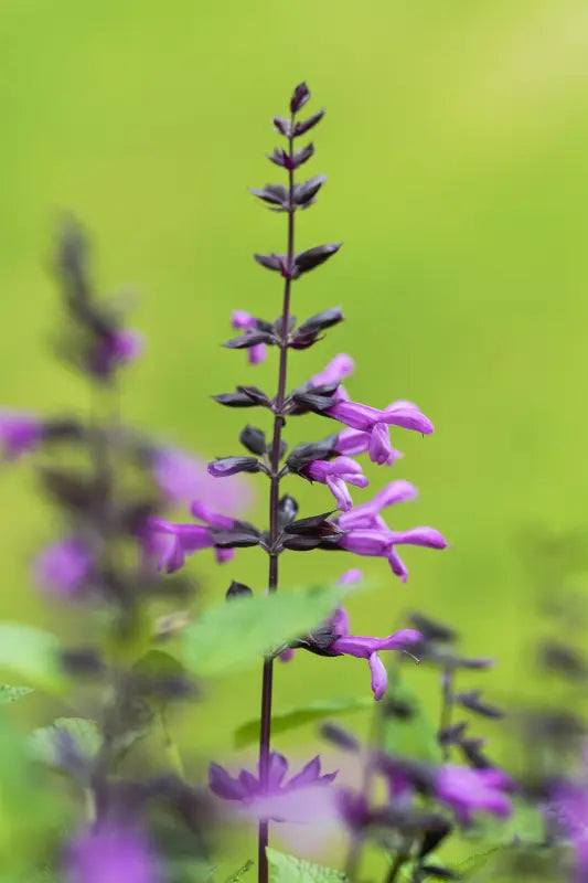 Salvia ‘Salgoon Lake Tahoe’ (Lake Tahoe Sage)