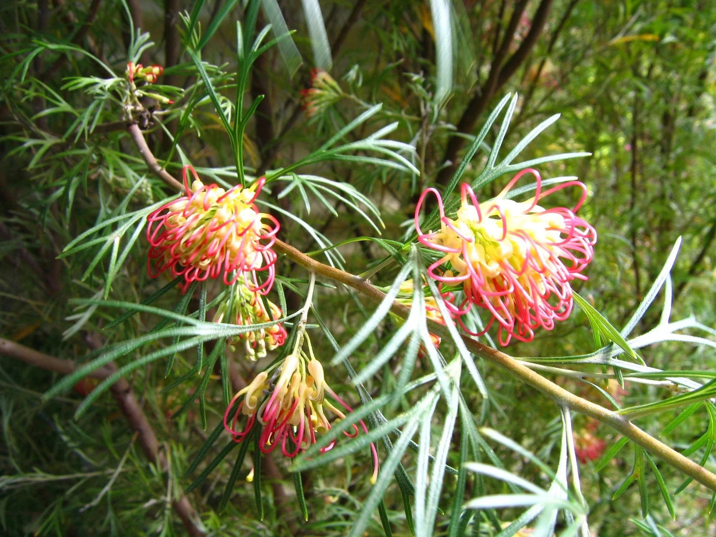 Grevillea 'Winparra Gold'