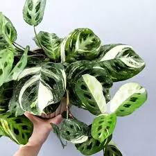 Maranta Leuconeura var. Kerchoveana ‘Variegated’ (Variegated Green Prayer Plant)