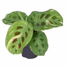 Maranta Leuconeura var. Kerchoveana ‘Variegated’ (Variegated Green Prayer Plant)