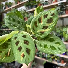 Maranta Leuconeura var. Kerchoveana ‘Variegated’ (Variegated Green Prayer Plant)