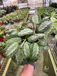 Maranta Leuconeura var. Kerchoveana ‘Silver Band’ (Silver Band Prayer Plant)