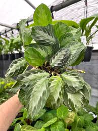 Maranta Leuconeura var. Kerchoveana ‘Silver Band’ (Silver Band Prayer Plant)