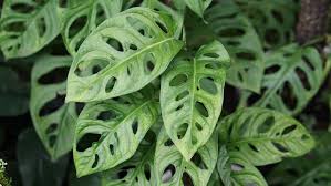 Monstera Lechleriana (Trailing Monstera Hanging Basket)