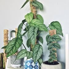 Monstera Siltepecana (Silver Monstera / Trailing Monstera Hanging Basket)