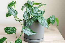 Monstera Siltepecana (Silver Monstera / Trailing Monstera Hanging Basket)