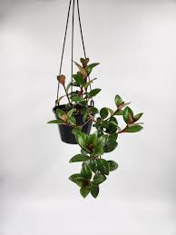 Nematanthus ‘Amazon Sao Paulo’ (Goldfish Plant Hanging Basket)