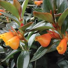 Nematanthus ‘Amazon Sao Paulo’ (Goldfish Plant Hanging Basket)
