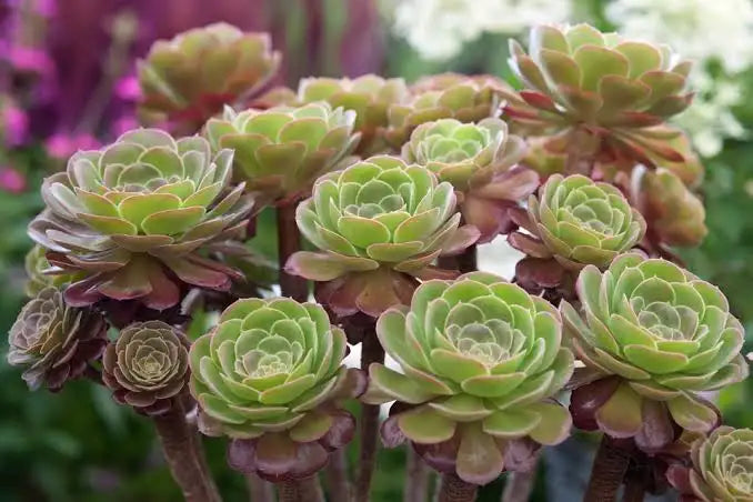 Aeonium ‘Ruby Lace’ – Succulent