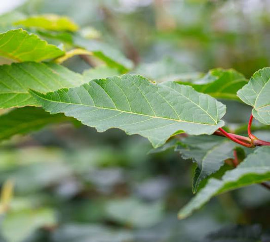 Acer Davidii (Snake Bark Maple)