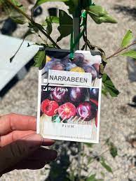 Prunus salicina ‘Narrabeen’ (Dwarf Narrabeen Plum)