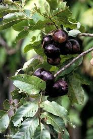 Pleiogynium timorense (Burdekin Plum)