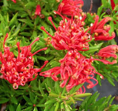 Grevillea juniperina 'Prostrate' (Prostrate Juniper Grevillea)