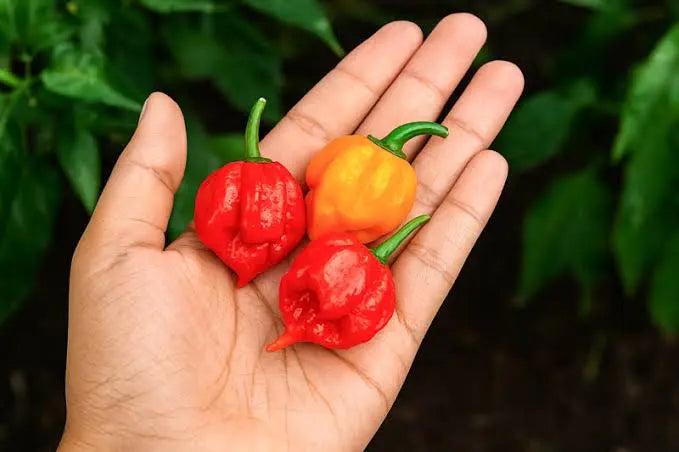 Capsicum Chinense (Carolina Reaper Chilli)