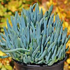 Senecio Serpens Blue Chalksticks (Mandraliscae)
